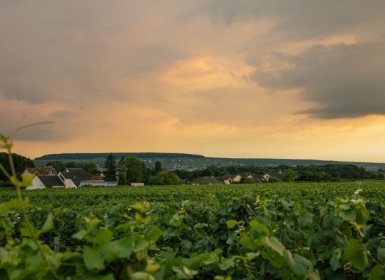 A view of AYALA’s beautiful vineyard